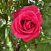 Première rose du jardin