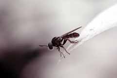 A dinky fly in IR, better than 1:1