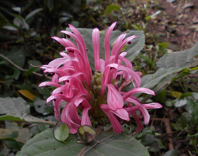 DSCN5249 - jacobínia ou junta-de-cobra Justicia purpurea (ex-carnea), Acanthaceae