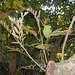 DSCN1461 - camboatá-vermelho Cupania vernalis, Sapindaceae