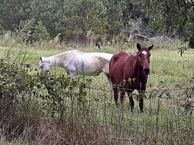 My neighbor's horses