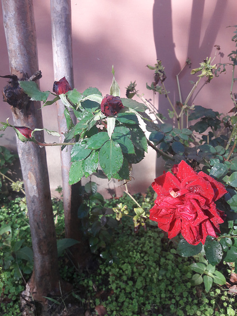 La bella rosa è sbocciata nell'inverno rallegrandoci con il suo colore e anche profumo!