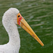 Tantale ibis (ou Cigogne à bec jaune)