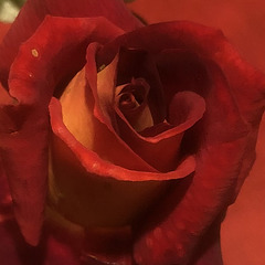 Anatomy of a rose.2