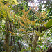 DSCN1463 - camboatá-vermelho Cupania vernalis, Sapindaceae