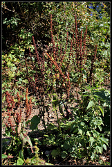 Rumex obtusifolia (2)