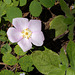 Rosa californica, Sequoia National Park USA L1020266