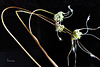Wilder Knoblauch, - Blüten - Samen