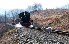 The sheep and the train. No Fence Thursday!