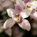 February Orchid