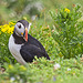Puffin in the Rough