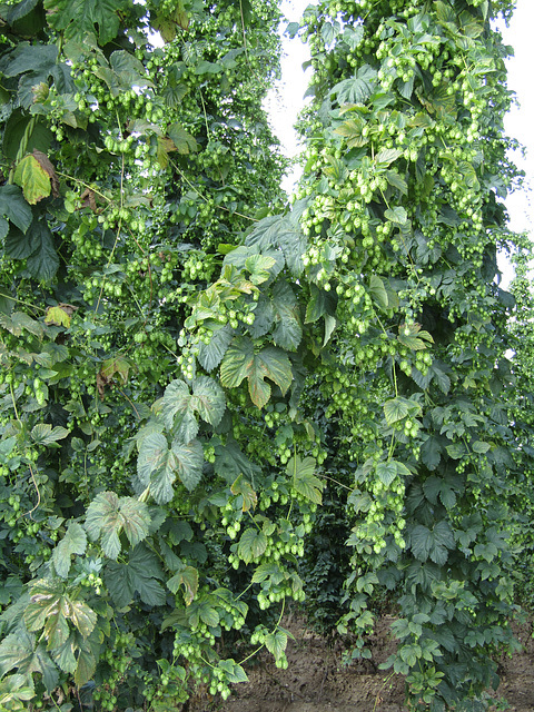 Hopfen