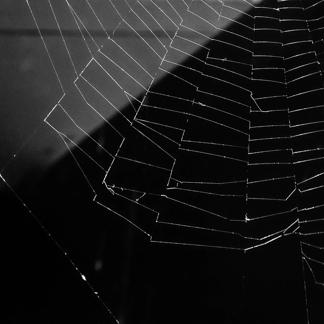 #11 a spider web