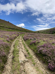 A track through the heather at Crowden