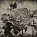 Rose antik