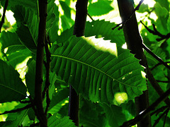 Leaves, Light And Shade
