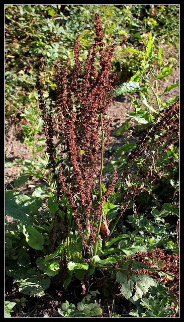Rumex obtusifolia (3)