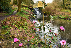 Minterne Gardens