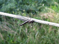 Owlfly on clothesline