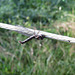 Owlfly on clothesline