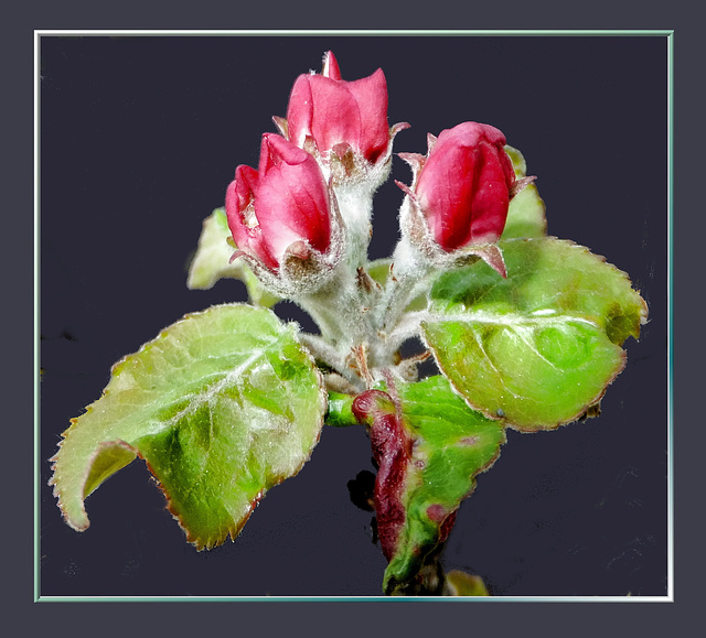 Apple blossoms open up...  ©UdoSm
