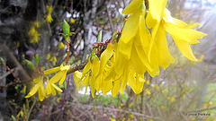 Yellow Flowering Bush.