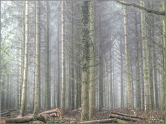 Misty Woods in Devon.