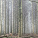 Misty Woods in Devon.
