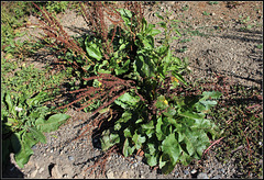 Rumex obtusifolia (4)
