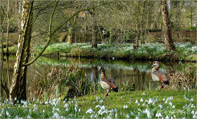 Egyptian Goose ~ Nijlgans (Alopochen aegyptiacus) between the Spring flowers ;)