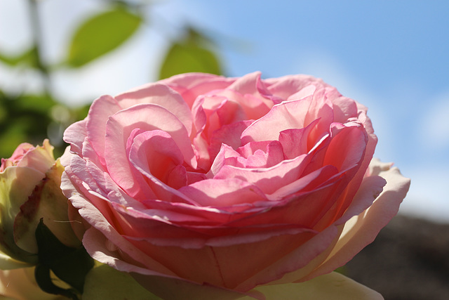 un belle rose de mon jardin au mois d'aout