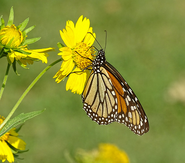 Monarch butterfly (Danaus plexippus)(f) 26-9-2015