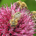 Honigbienen auf Allium