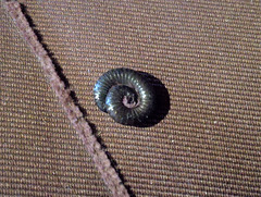 Alive trilobite on the table cloth