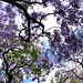 Jacaranda  in Lisbon"...They are the ones wich herald the summer..."