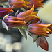 Echeveria Flowers – United States National Arboretum, Washington, DC