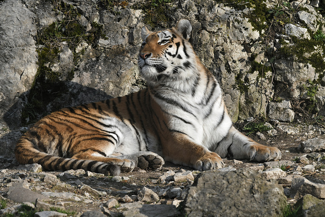 BESANCON: Citadelle: UnTigre de Sibérie (Panthera tigris altaica).03
