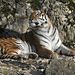 BESANCON: Citadelle: UnTigre de Sibérie (Panthera tigris altaica).03