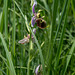 Ophrys fuciflora, Hummel-Ragwurz - 2017-06-01_D500_DSC1728