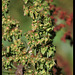 Rumex obtusifolia (7)