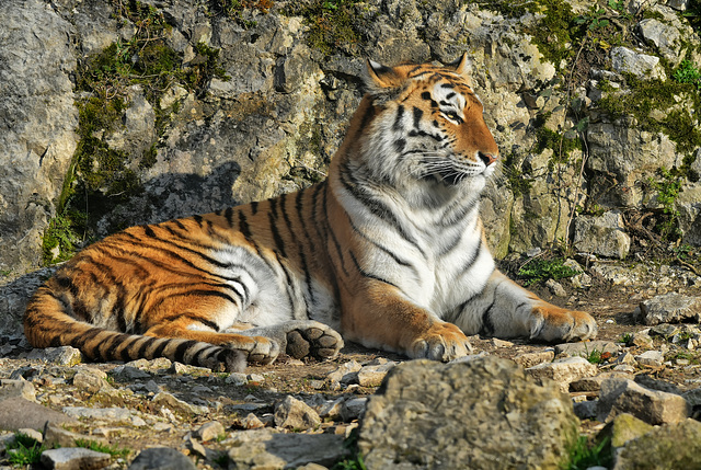 BESANCON: Citadelle: UnTigre de Sibérie (Panthera tigris altaica).04