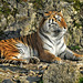 BESANCON: Citadelle: UnTigre de Sibérie (Panthera tigris altaica).04