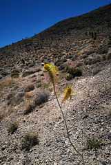 Sisymbrium irio, Death Valley USA L1020038