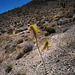 Sisymbrium irio, Death Valley USA L1020038