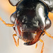 Another Beetle Portrait