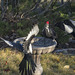 Woodpecker Meets Magpie Gang