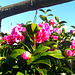 Camellia frenzy! HFF no. 2 today!