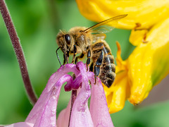 Honigbiene beim Nektar abpumpen