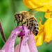 Honigbiene beim Nektar abpumpen