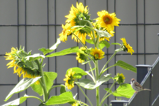 Sonnenblumen und Zaungast